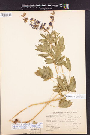 Lupinus latifolius var. subalpinus image