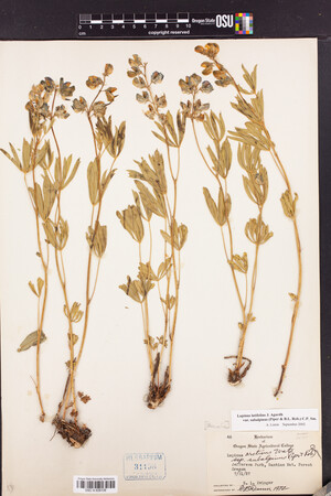 Lupinus latifolius var. subalpinus image