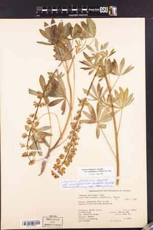 Lupinus latifolius image