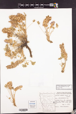 Lupinus lepidus var. ashlandensis image