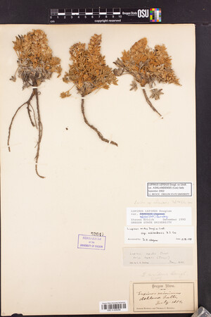 Lupinus lepidus var. ashlandensis image