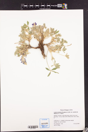 Lupinus cusickii image