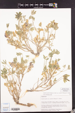 Lupinus lepidus var. cusickii image