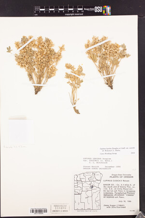 Lupinus lepidus var. cusickii image