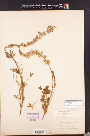 Lupinus lepidus var. lepidus image