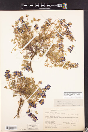 Lupinus lepidus var. lobbii image