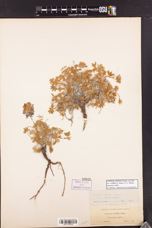 Lupinus lepidus var. lobbii image