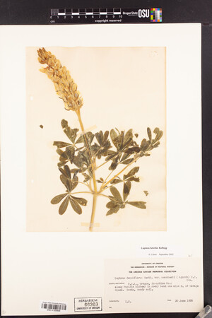 Lupinus luteolus image