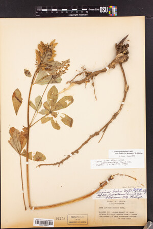 Lupinus polyphyllus var. burkei image