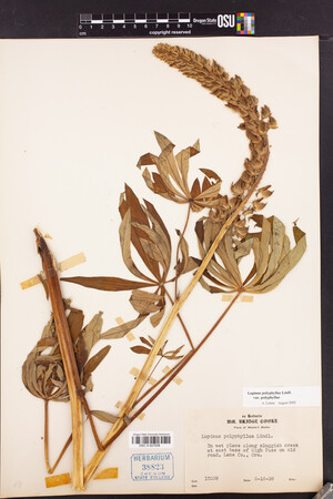 Lupinus polyphyllus var. polyphyllus image