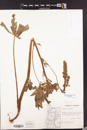 Lupinus polyphyllus var. polyphyllus image