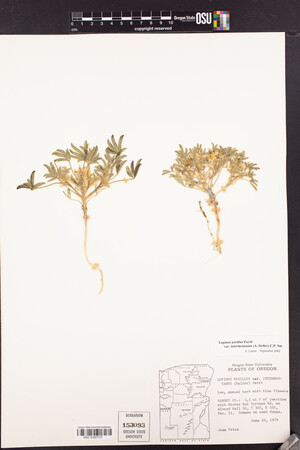 Lupinus pusillus subsp. intermontanus image