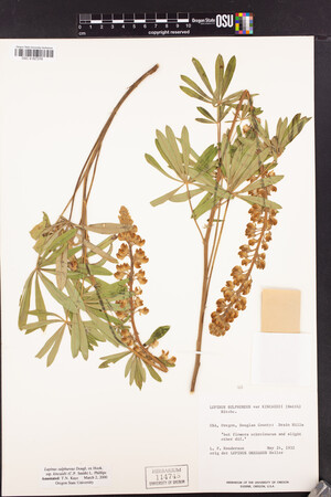 Lupinus sulphureus var. kincaidii image