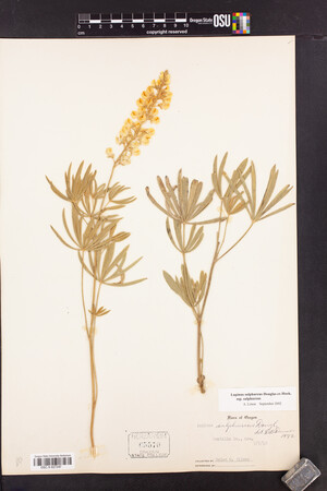 Lupinus sulphureus subsp. sulphureus image