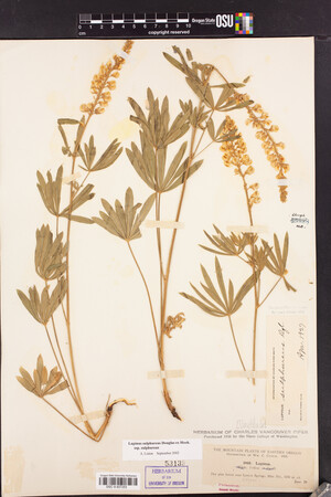 Lupinus sulphureus subsp. sulphureus image
