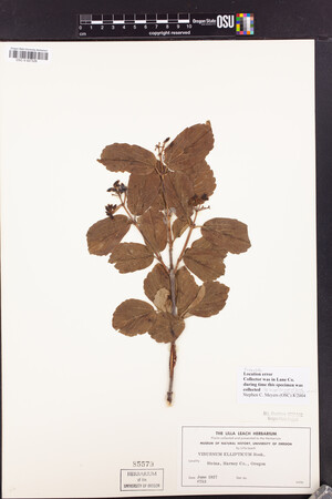 Viburnum ellipticum image