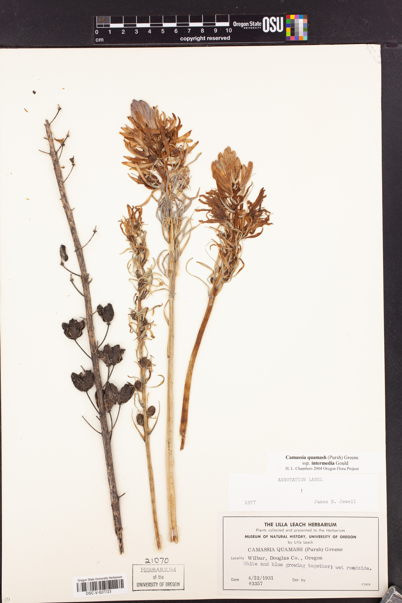 Camassia quamash subsp. intermedia image