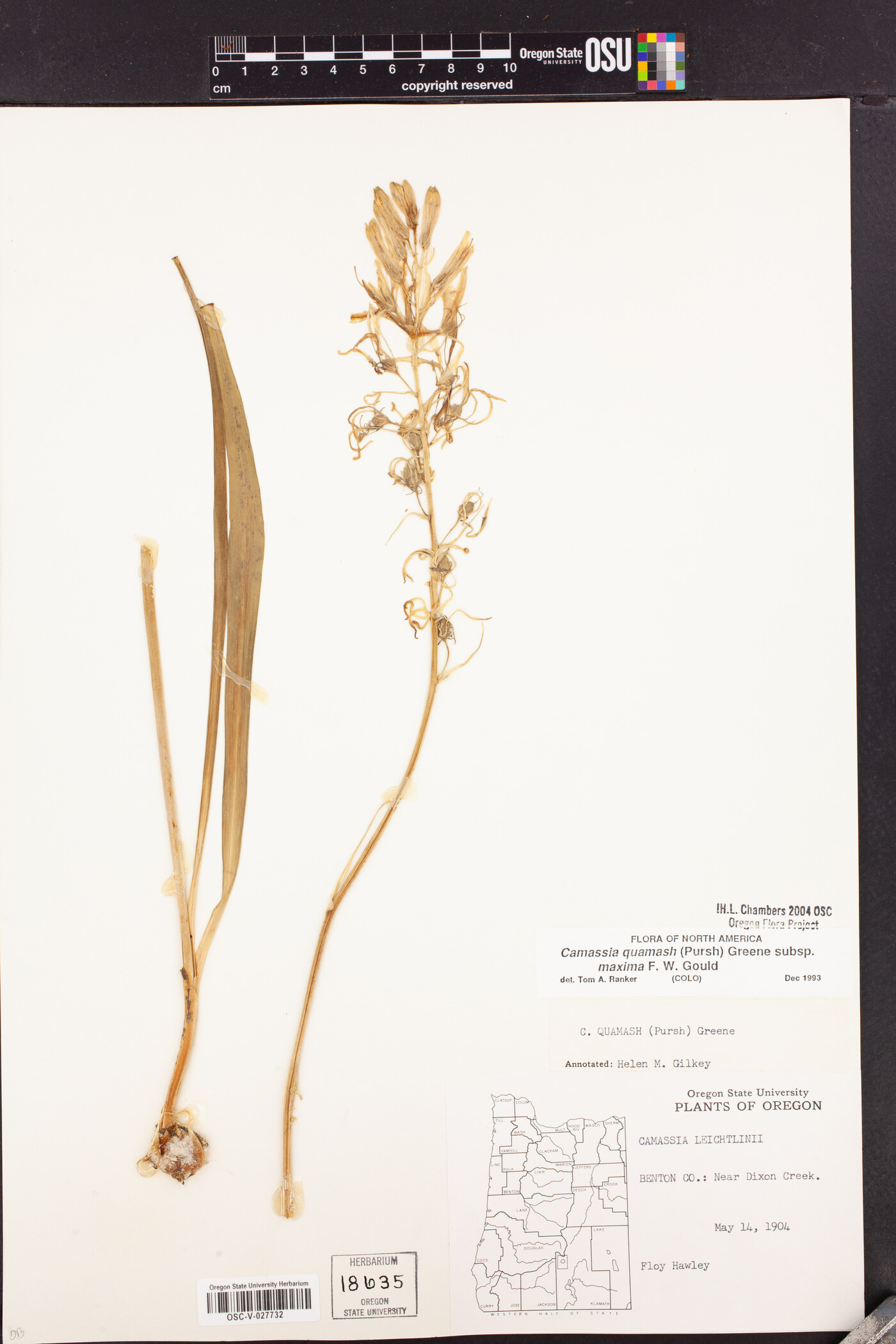 Camassia quamash subsp. maxima image