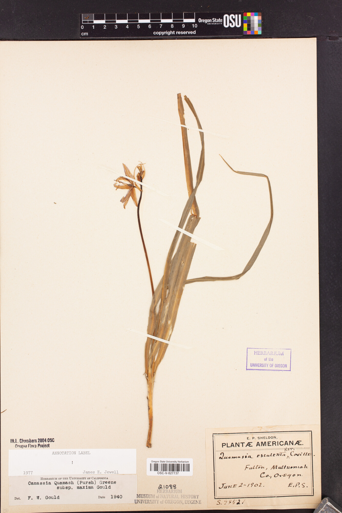 Camassia quamash subsp. maxima image