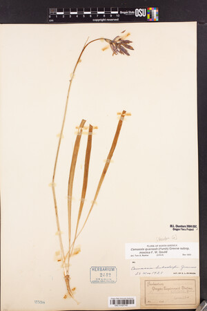 Camassia quamash subsp. maxima image