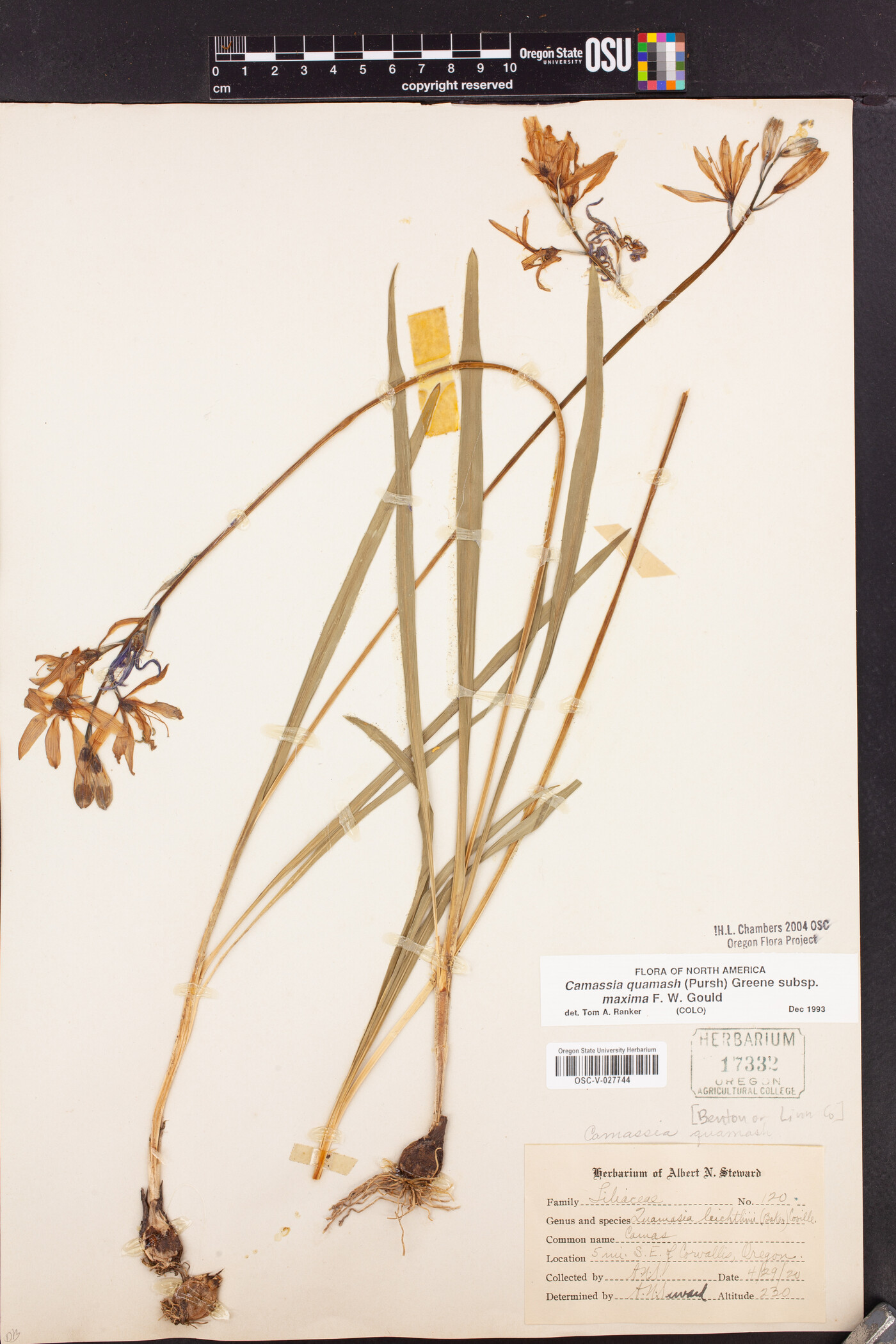 Camassia quamash subsp. maxima image