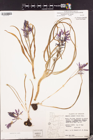 Camassia quamash subsp. maxima image
