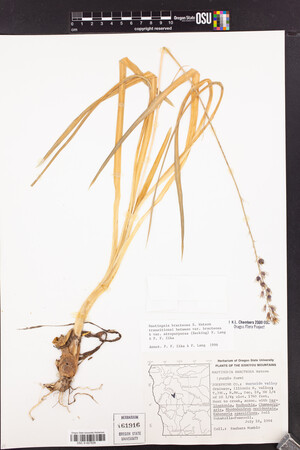 Image of Hastingsia bracteosa