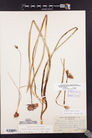 Dipterostemon capitatus subsp. capitatus image