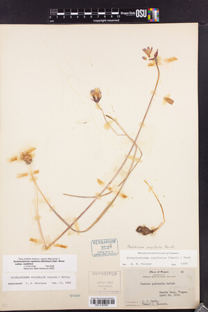 Dipterostemon capitatus subsp. capitatus image