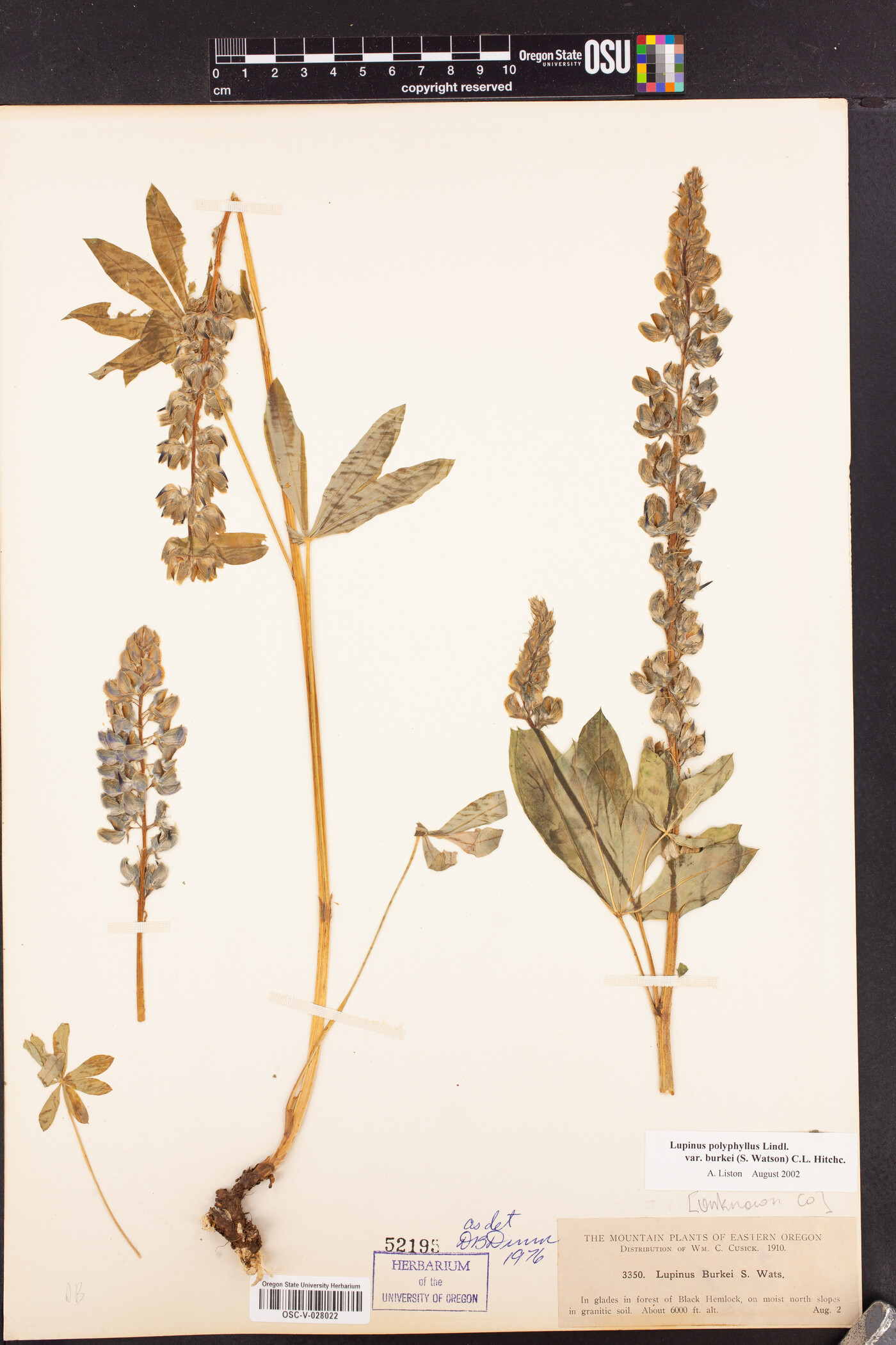 Lupinus burkei subsp. burkei image