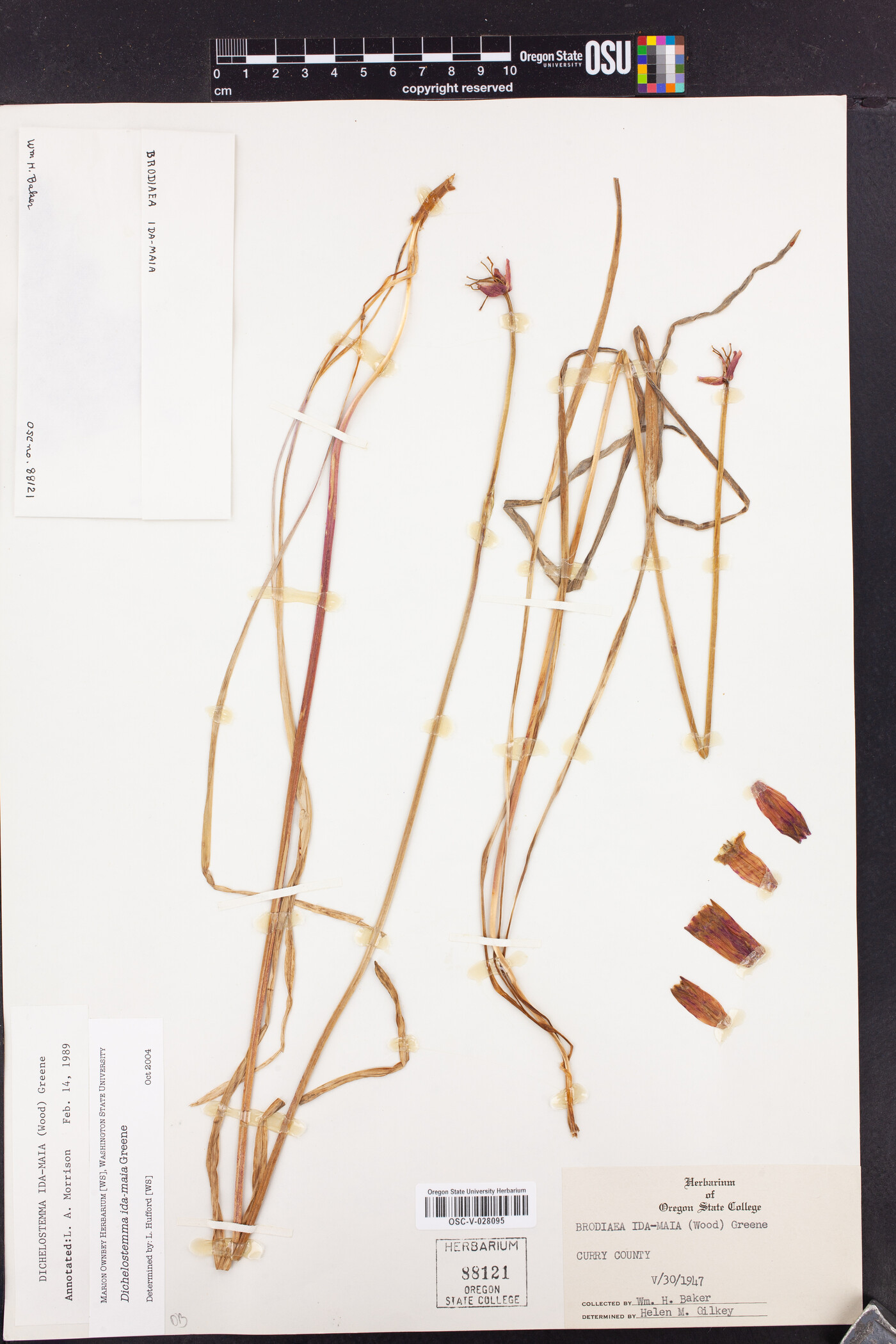 Dichelostemma ida-maia image