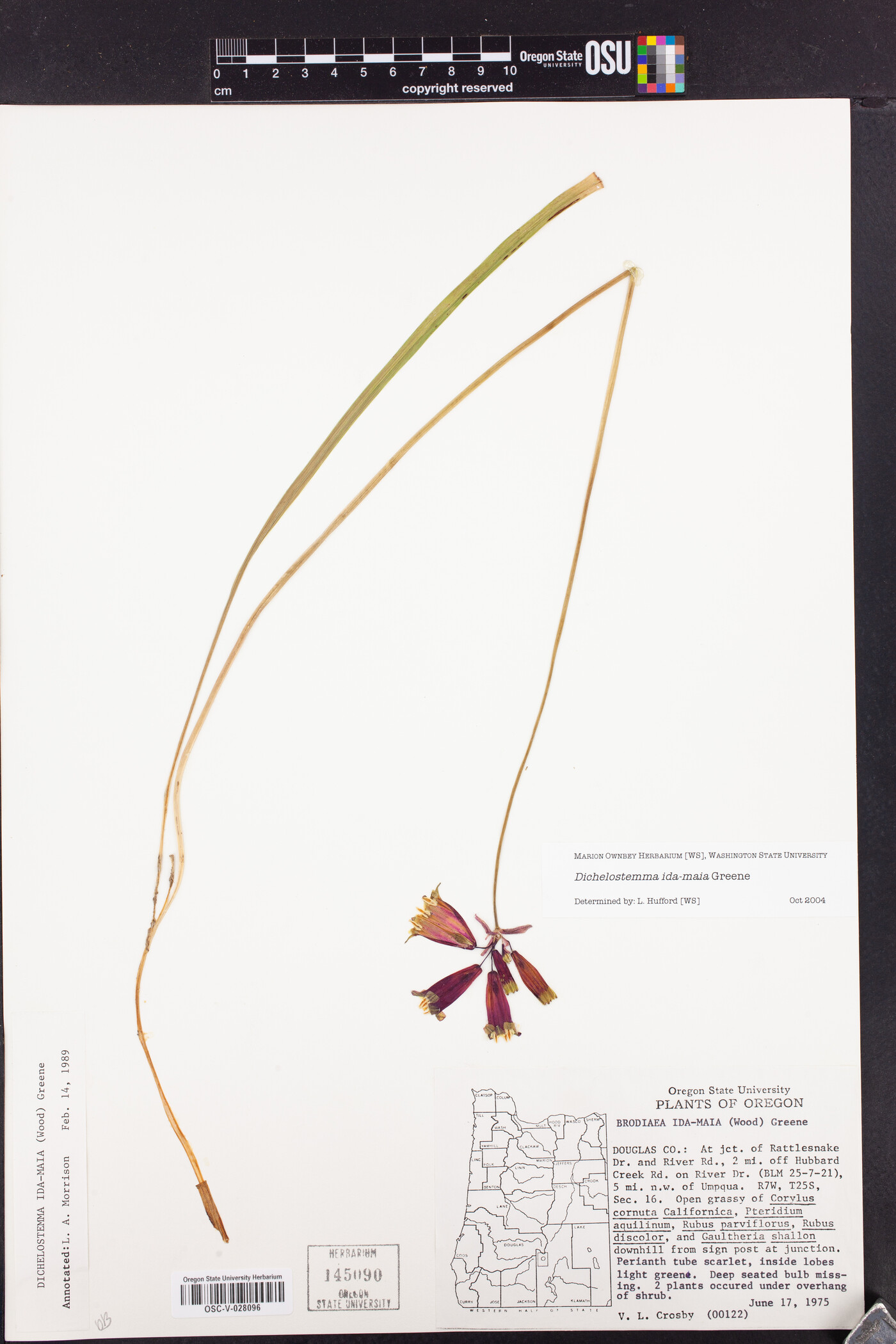 Dichelostemma ida-maia image