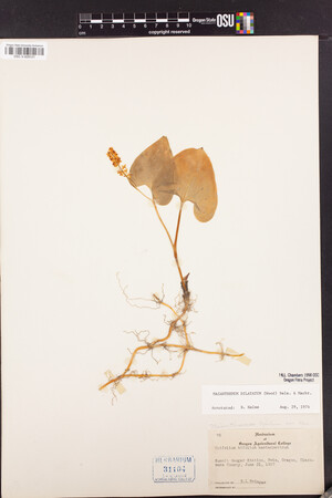 Maianthemum dilatatum image