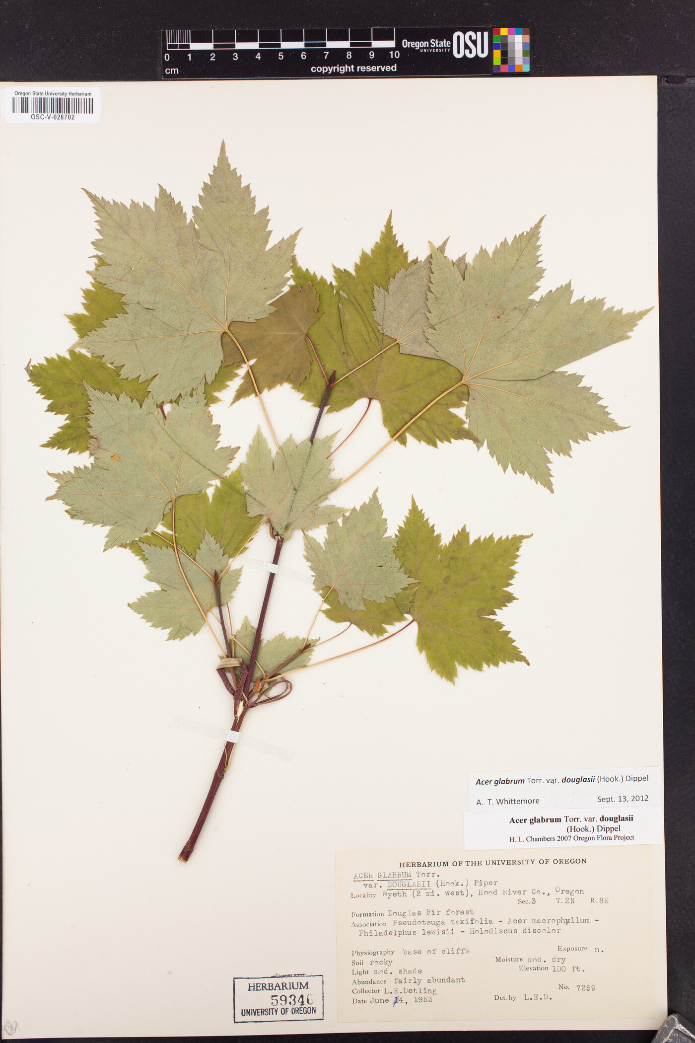 Acer glabrum var. douglasii image