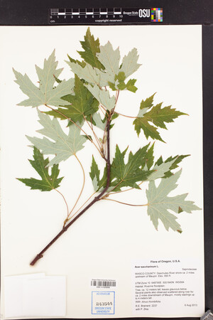 Image of Acer saccharum