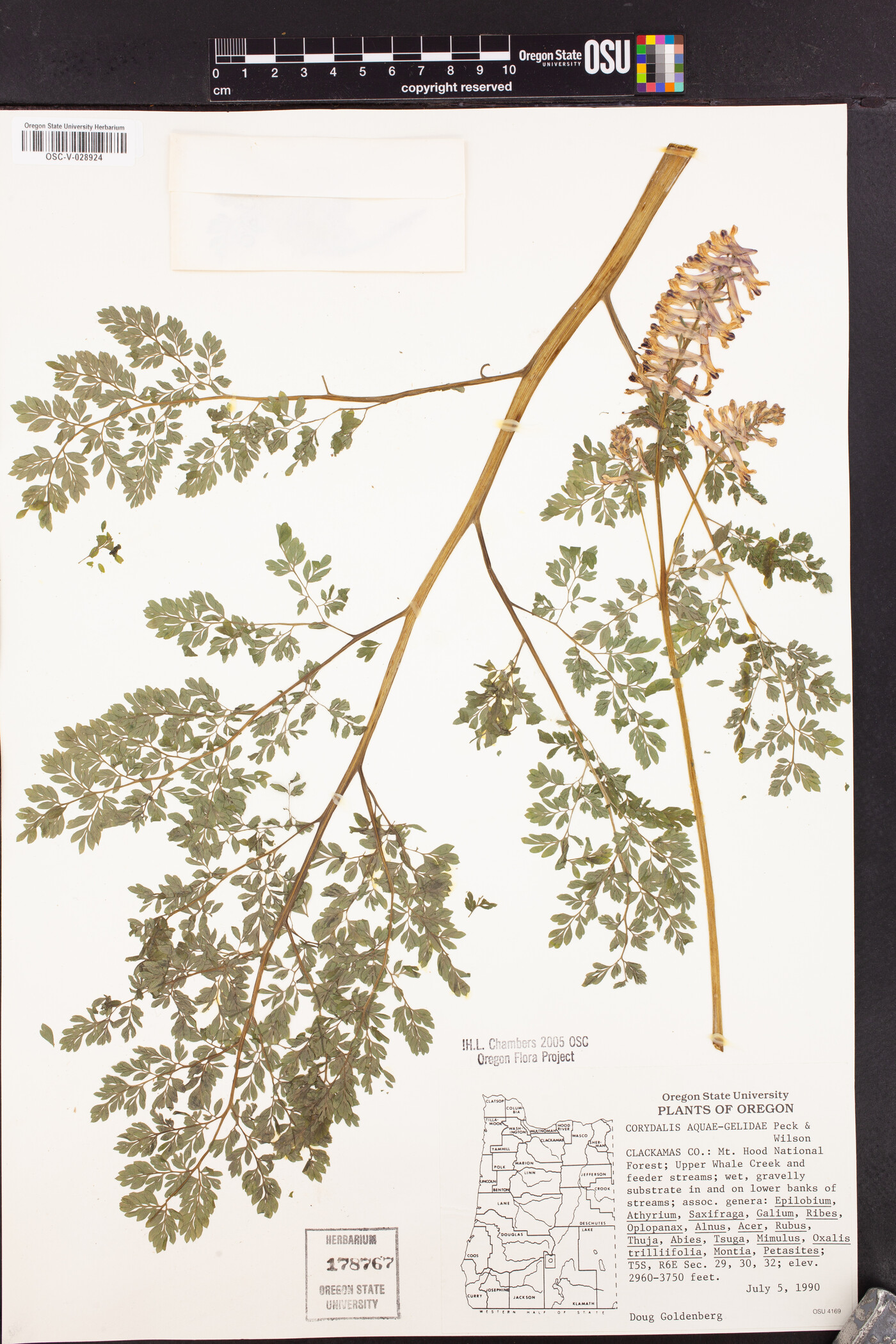 Corydalis aquae-gelidae image