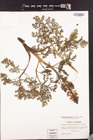 Corydalis aquae-gelidae image