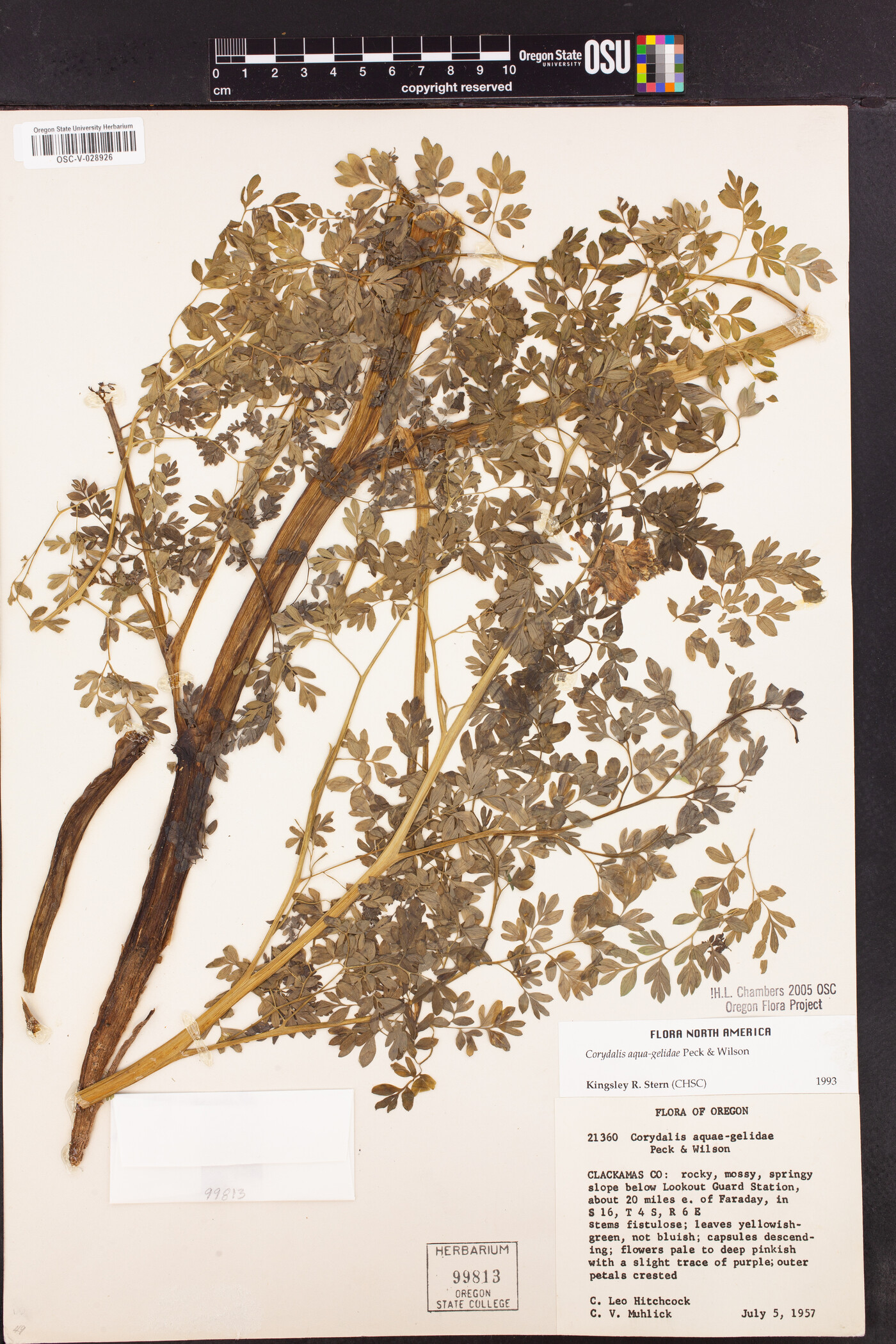 Corydalis aquae-gelidae image