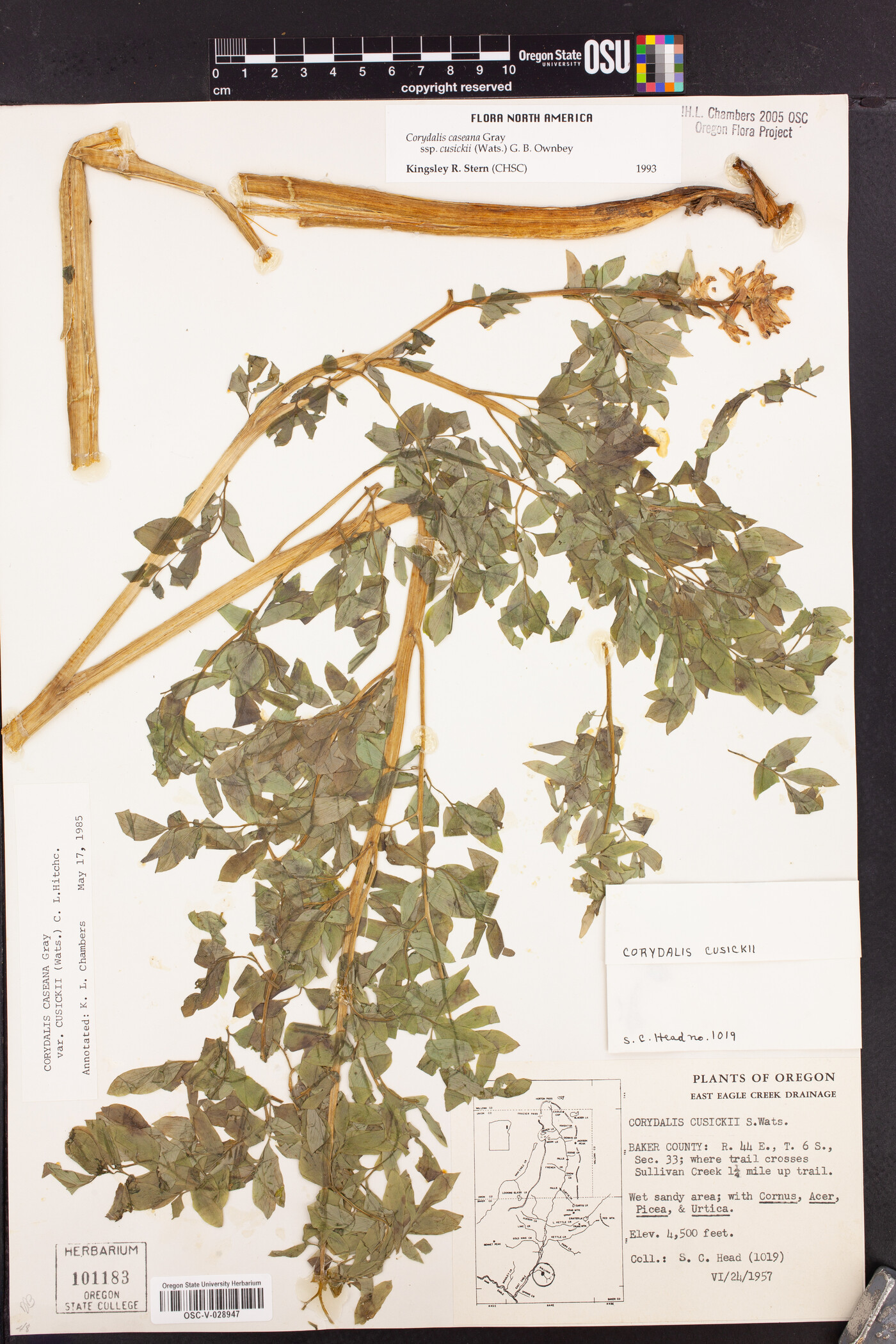 Corydalis caseana subsp. cusickii image