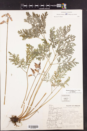 Dicentra formosa subsp. formosa image
