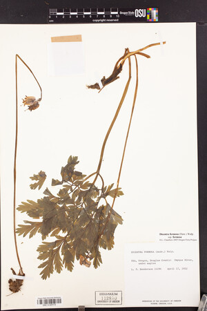 Dicentra formosa subsp. formosa image