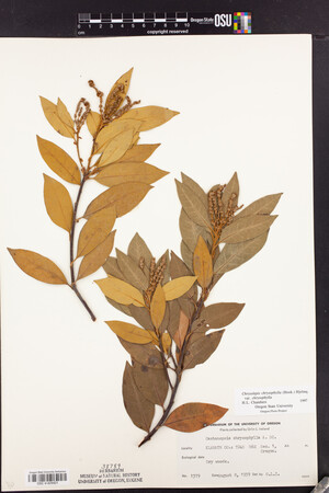 Chrysolepis chrysophylla image