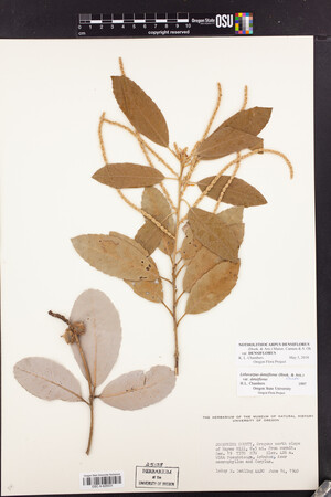 Notholithocarpus densiflorus var. densiflorus image