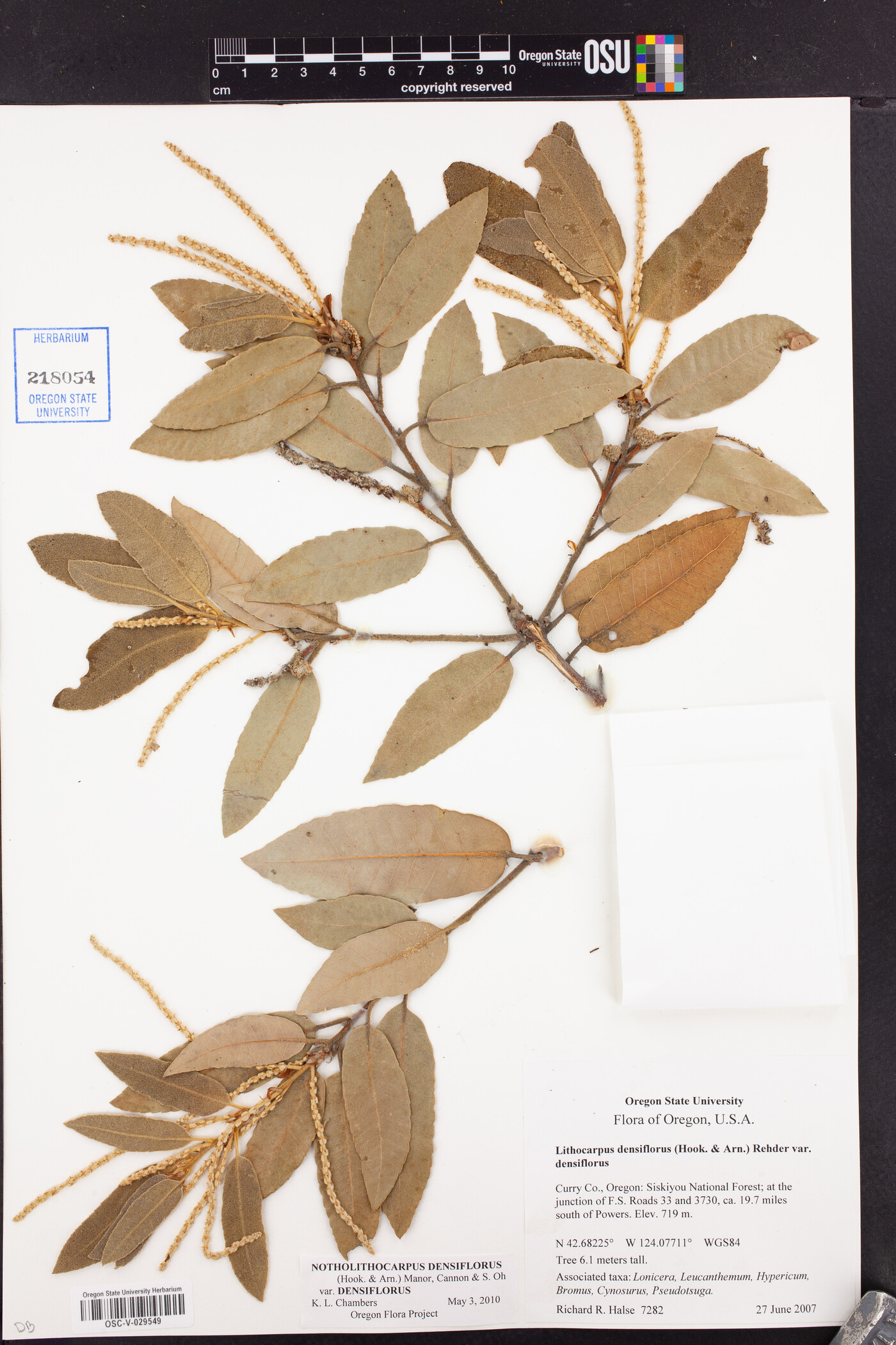 Notholithocarpus densiflorus var. densiflorus image