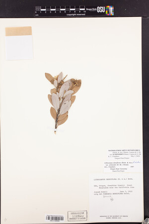 Notholithocarpus densiflorus image