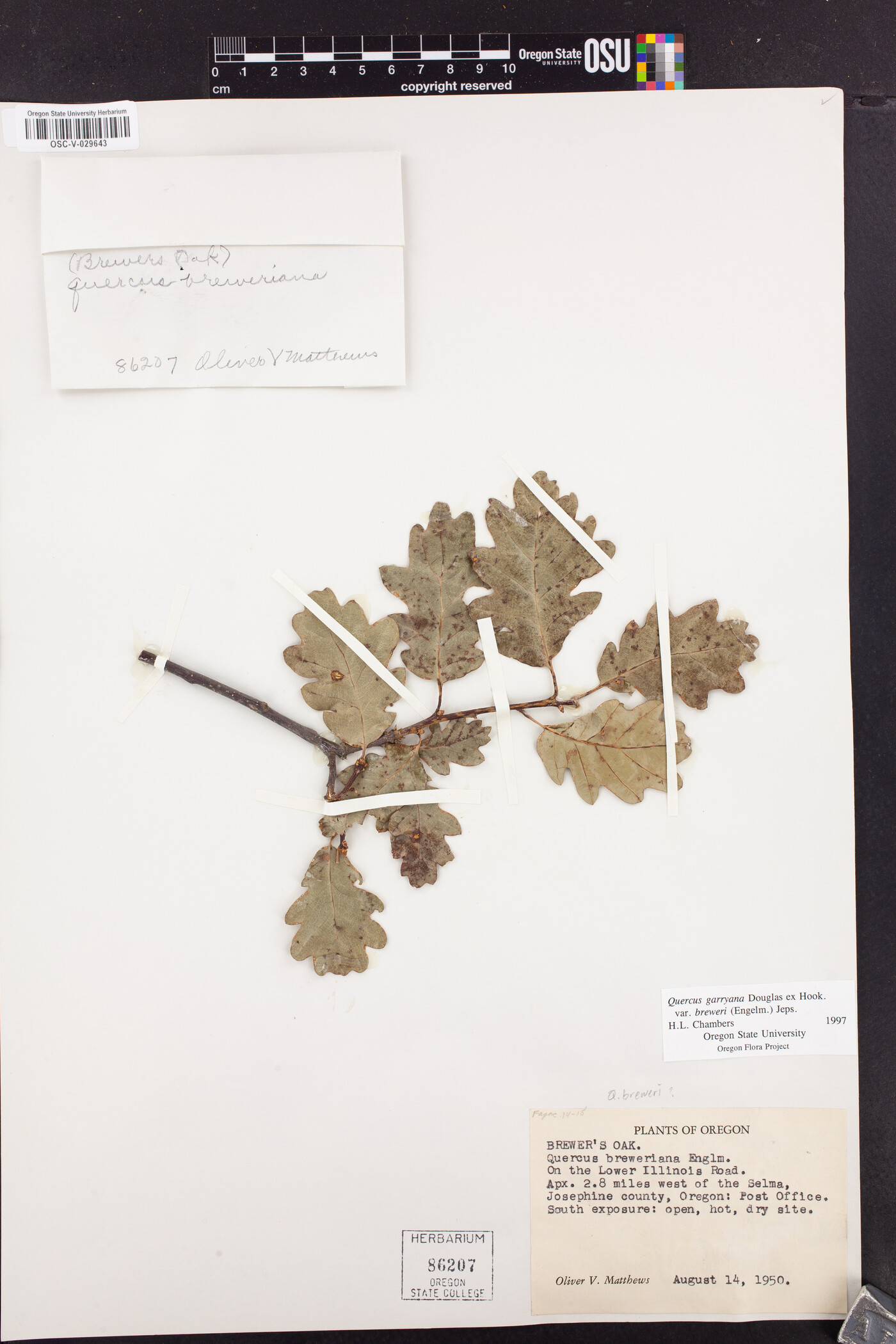 Quercus garryana var. breweri image