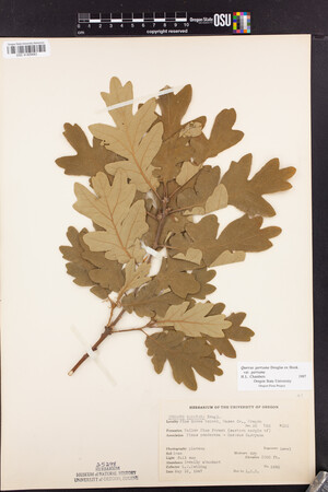 Quercus garryana var. garryana image