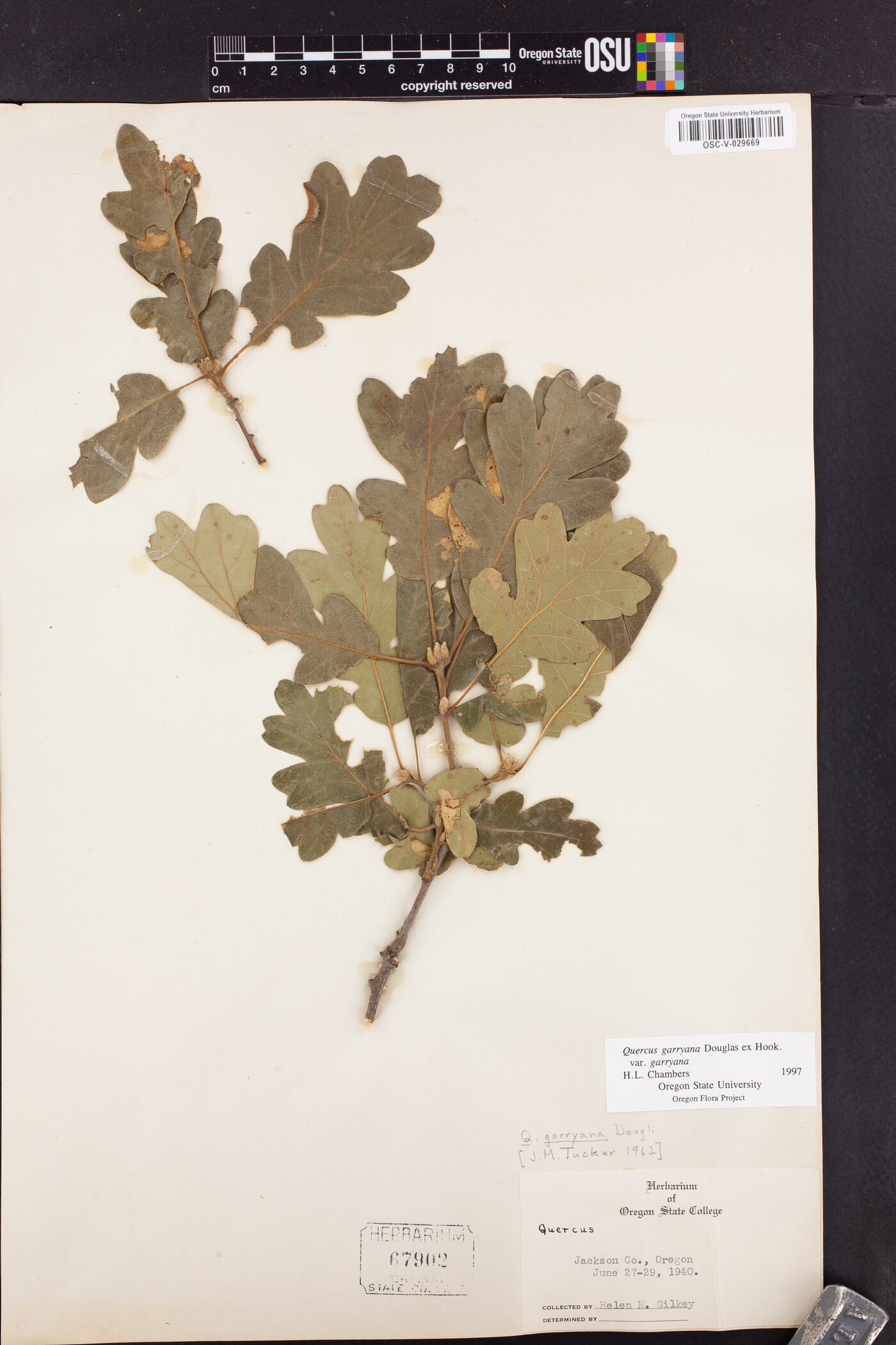 Quercus garryana var. garryana image