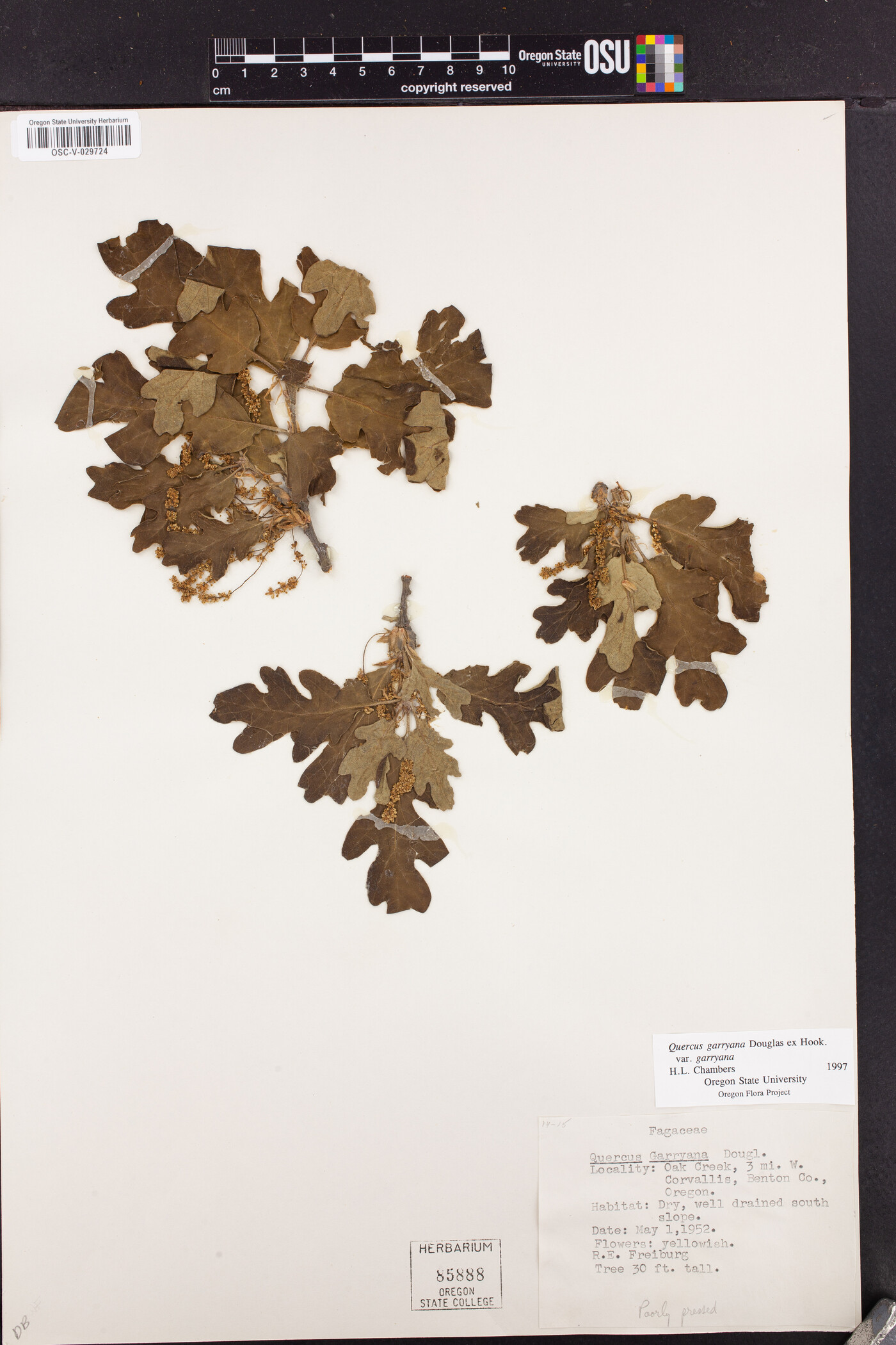 Quercus garryana var. garryana image