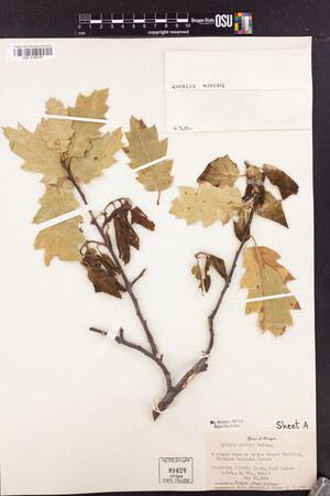 Quercus x morehus image